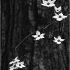 Blooming Dogwood
Yosemite Valley
California