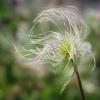 Prairie Smoke
Hells Canyon
Idaho