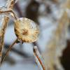 Ice Covered Plants
Iowa