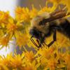 Bee Collecting Pollen
Wisconsin
