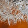 Dew on an autumn dandelion.
Wisconsin