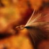 Milkweed Seed and Autumn Color
Wisconsin