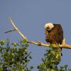 Waving Eagle.