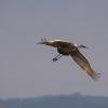 Sandhill Crane in flight.