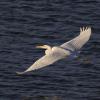 Snowy Egret in flight.