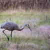 Sand Hill Crane.