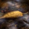 Underwater Leaf.