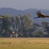 Sandhill Cranes in flight.