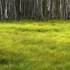 Aspens and flowing grass, South Dakota.