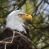 Bald Eagle
Mississippi River
Wisconsin