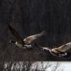 Two Canadian Geese
Wisconsin