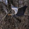 Great Blue Heron
Wisconsin