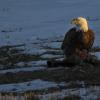 Bald Eagle With Raccoon
Wisconsin