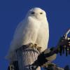 Snowy Owl
Wisconsin